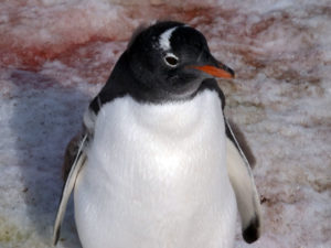 Chick of Gentoo Penguin