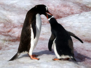 Gentoo Penguin and Chick