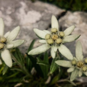 E' facile incontrare durante i nostro peregrinare sui monti questo magnifico fiore, la stella alpina
