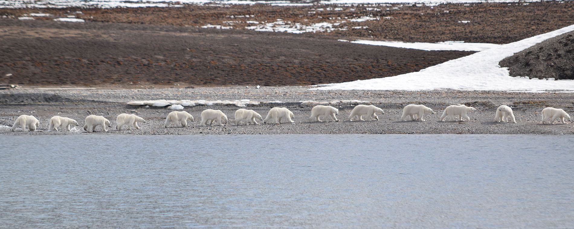 A Polar Bear sequence while is walking on the shore @ Massimo Candolini