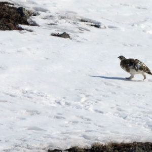 The Ptarmigan is moulting to spring colours @ Massimo Candolini