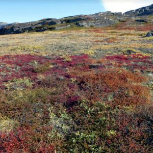 La tundra e i suoi colori