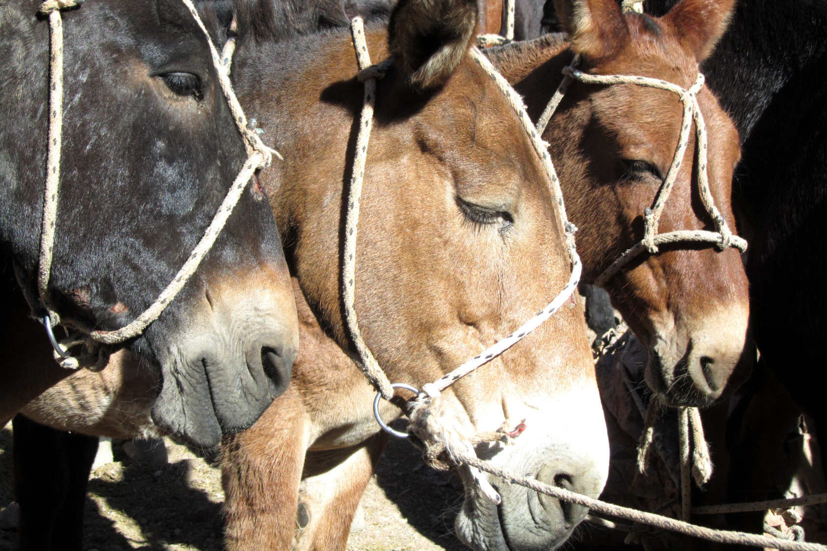 I muli utilizzati durante il trekking di avvicinamento al Campo Base