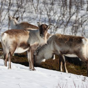 Gruppo di giovani renne