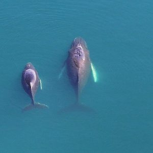 Humpack whale (megattera) e il suo cucciolo