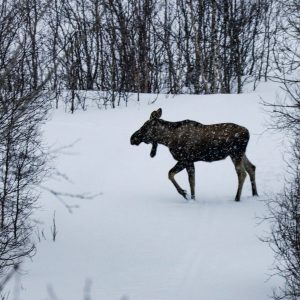 Incontro con l'alce - Norvegia, Nordfolda