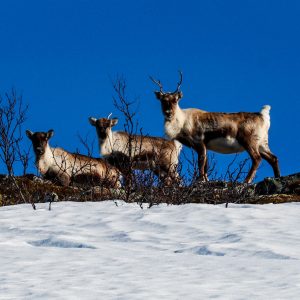 Tre renne - Norvegia, Vannoya