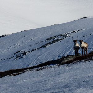 Renne fra ombra e vento - Norvegia, Tromso Fastland