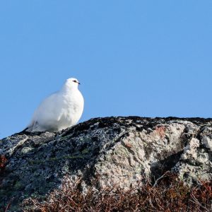 Lagopo, ovvero pernice bianca nordica - Norvegia, Vannoya