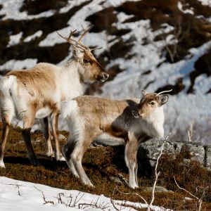 Renna femmina e cucciolo subadulto - Norvegia, Vannoya