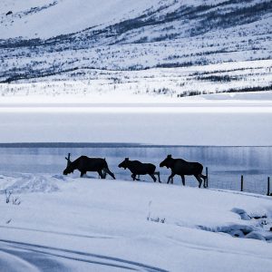 Tre alci attraversano la nostra strada - Norvegia, Kvaloya