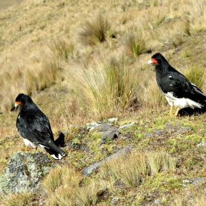 Cordillera Real - Bolivia