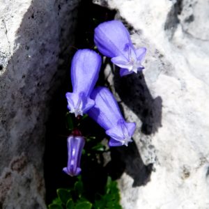 Campanula Zoysii, tipica delle Alpi Giulie