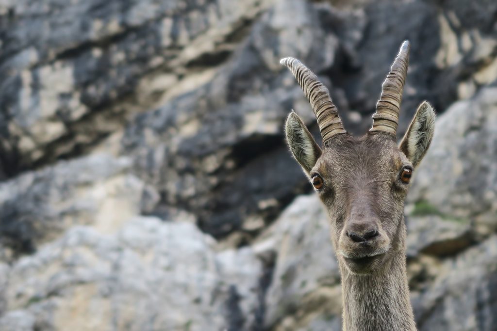 Longo la via dello Spigolo Nord: giovane stambecco. "E voi alpinisti, che ci fate qui?"