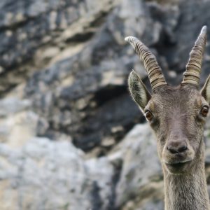 Longo la via dello Spigolo Nord: giovane stambecco. "E voi alpinisti, che ci fate qui?"