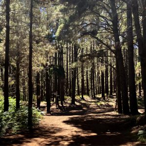 Trekking immersi nella natura in Gran Canaria