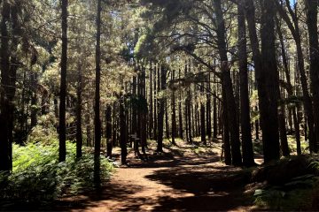 Trekking immersi nella natura in Gran Canaria
